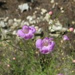 Agalinis edwardsiana Habit