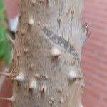 Aralia elata Bark