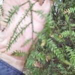 Dacrycarpus dacrydioides Leaf