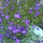 Lobelia tenuior Kvet