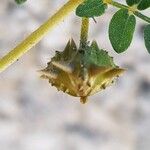 Tribulus terrestris Owoc