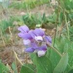 Lathyrus japonicus 花
