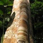 Discoglypremna caloneura Corteza