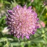 Knautia longifolia Floare