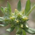 Filago pyramidata Maua