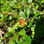 Arctostaphylos uva-ursi Fruto