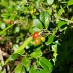 Arctostaphylos uva-ursi Плід