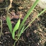 Sarracenia flava Blad