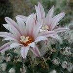 Turbinicarpus schmiedickeanus Квітка