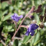 Veronica fruticans Flor