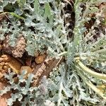 Glaucium flavum Blatt