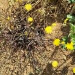 Crepis micrantha Hábito