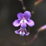 Penstemon scapoides ᱵᱟᱦᱟ