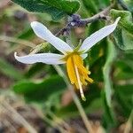 Solanum hastifolium Blomma