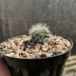 Mammillaria barbata Leht