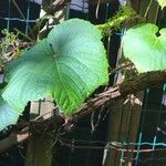 Vitis coignetiae বাকল