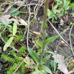 Antennaria neglecta Blatt