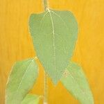Helianthus petiolaris Leaf