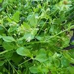 Cerastium diffusum Lapas