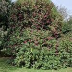 Rhododendron ponticum Žiedas