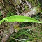 Elaphoglossum acrostichoides Leaf