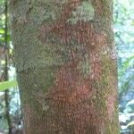 Abarema gallorum Ŝelo