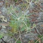 Eryngium tricuspidatum Habitus