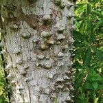 Zanthoxylum heitzii Φλοιός