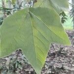 Platanus mexicana Leaf
