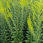 Solidago canadensisLeaf