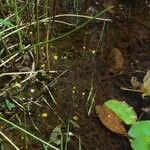 Utricularia gibba Habitus