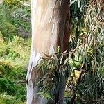 Eucalyptus camaldulensis Bark