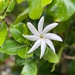 Gardenia taitensis Blüte