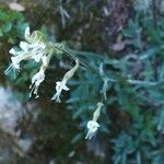 Silene italica Hábitos