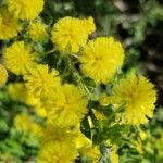 Acacia paradoxa Flower