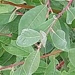 Salix cinerea Лист