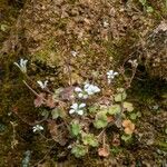 Saxifraga corsica Habitus