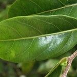 Casearia coriacea Leaf