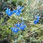 Delphinium leroyi Flower