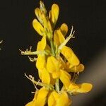 Genista micrantha Máis