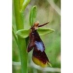 Ophrys insectifera Kukka