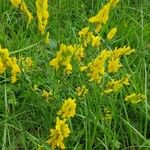 Genista tinctoria 叶