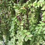 Sphyrospermum buxifolium Yaprak