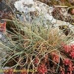 Festuca pallens Habitus