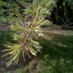 Larix occidentalis Leaf