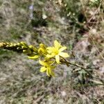 Bulbine bulbosa Çiçek