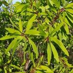 Hakea salicifolia Blatt