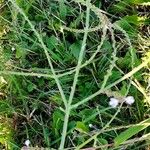 Verbena officinalis Libunga