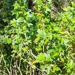 Ribes magellanicum Hábito