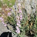 Penstemon palmeri Flor